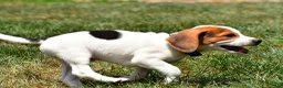 Beagle dogs for sale: Max - Ad 4