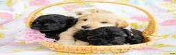 Schnoodle dogs for sale: Skipper - Ad 8