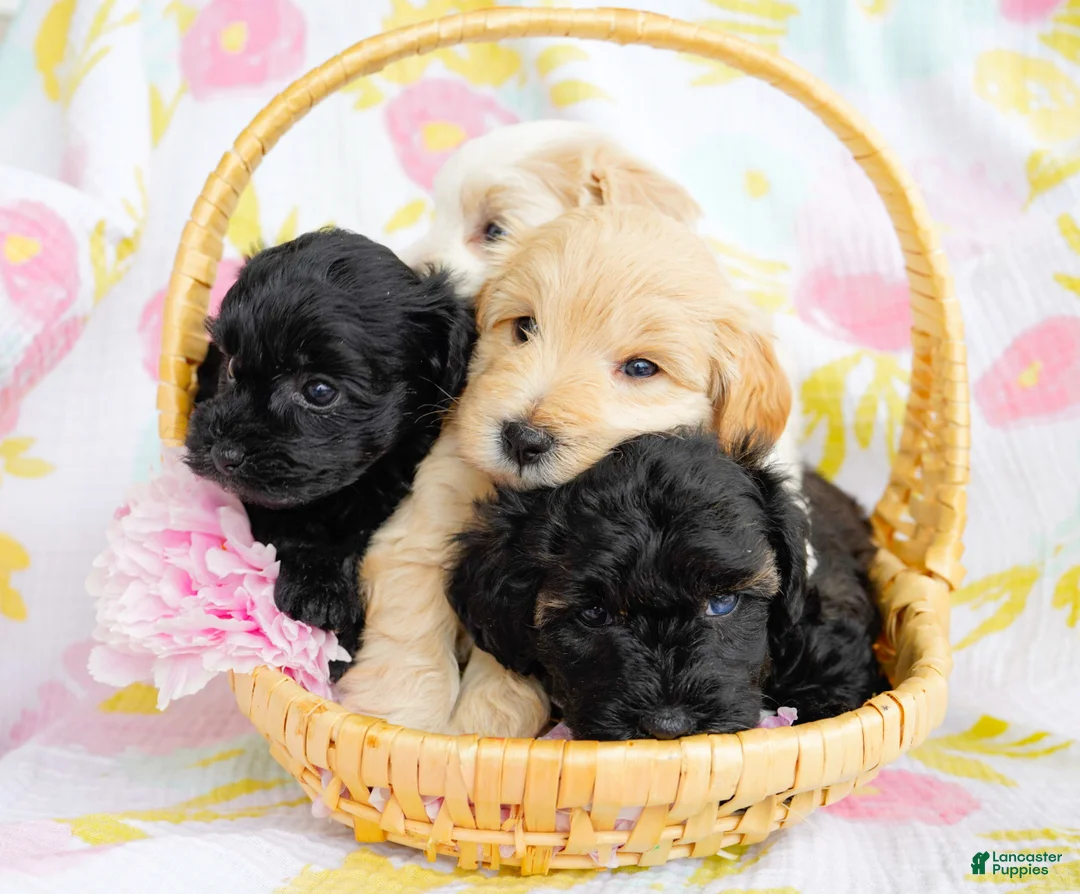 Schnoodle dogs for sale: Skipper - Ad 8