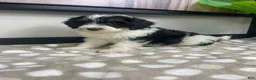 Mini Bernedoodle dogs for sale: Bronx - Ad 2