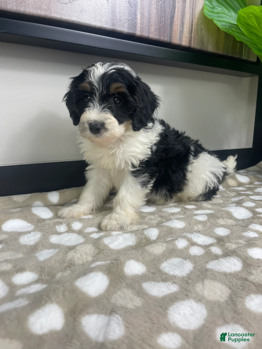 Mini Bernedoodle dogs for sale: Bronx - Ad 2