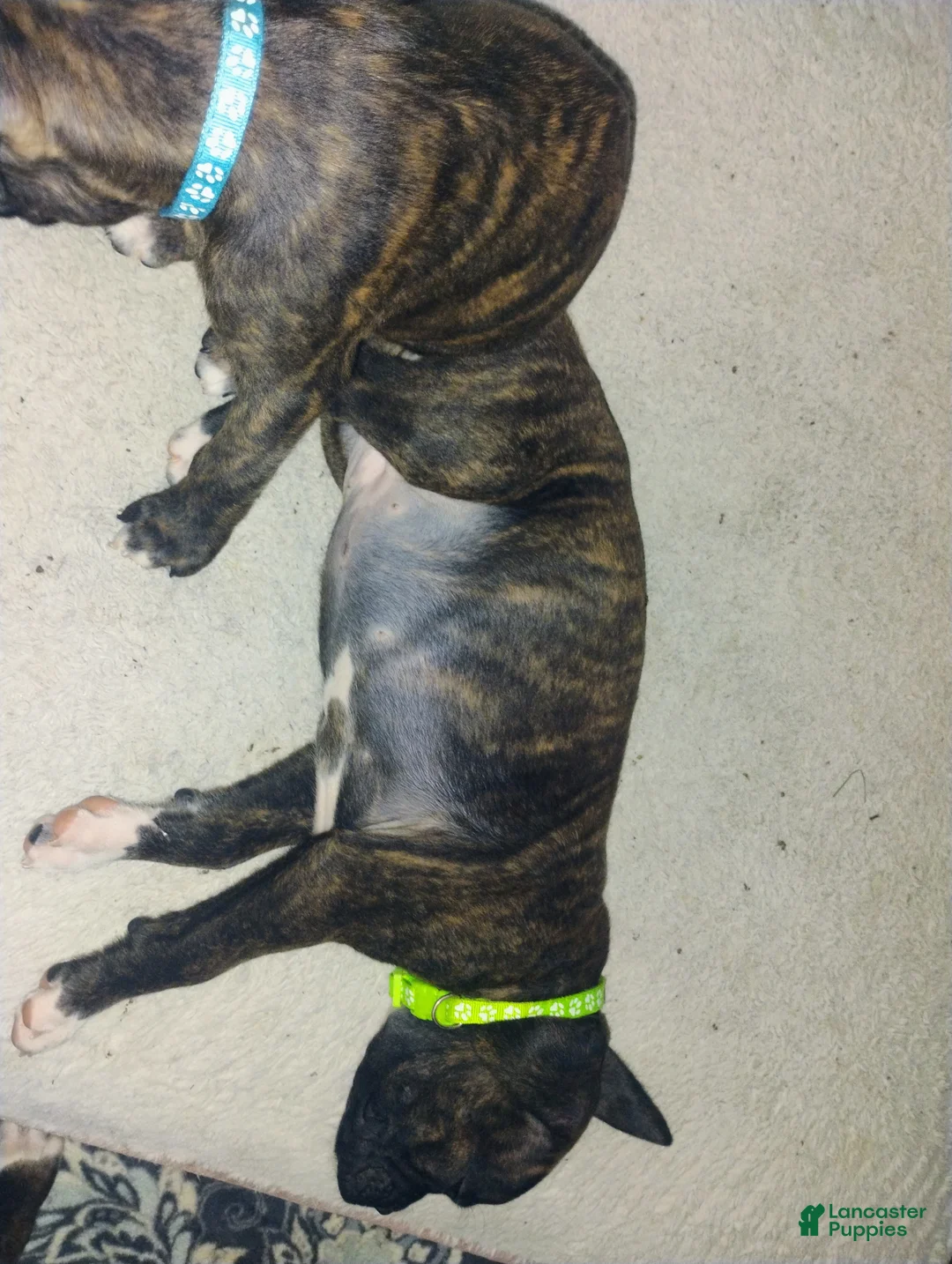 Boxer dogs for sale: Boxer 4 - Ad 2