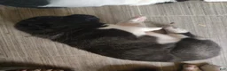 Akita dogs for sale: Akita female #3 - Ad 3