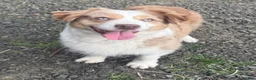Miniature Australian Shepherd dogs for sale: Miniature Australian Shepherd 1 - Ad 6