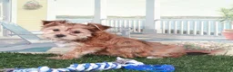 Mixed Breed dogs for sale: Duke Proud little Havayork Puppy - Ad 4