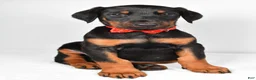 Doberman Pinscher dogs for sale: Lonnie - Ad 7