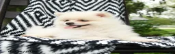Pomeranian dogs for sale: Gouda - Ad 4