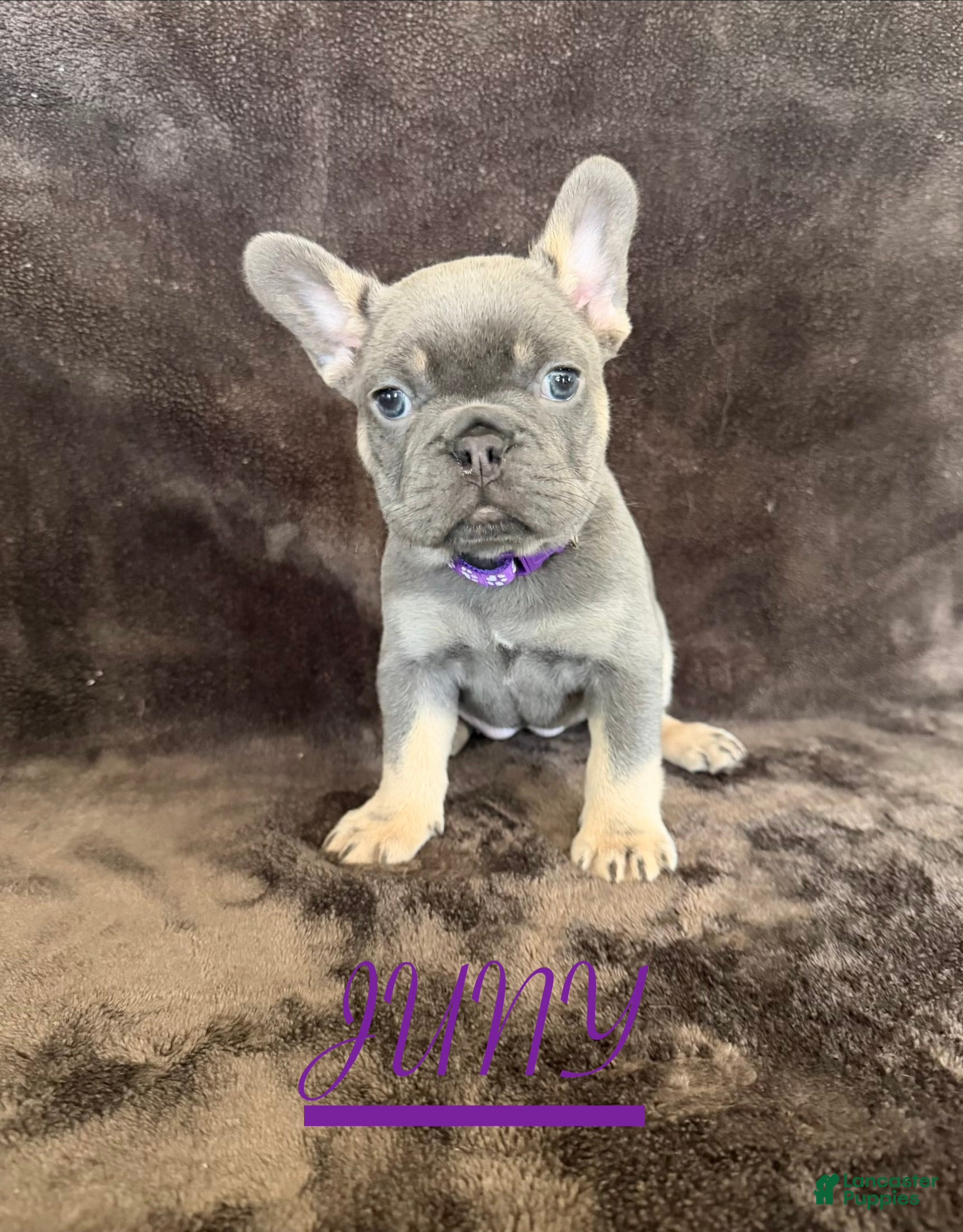 French Bulldog dogs French Bulldog 1 - Ad 1