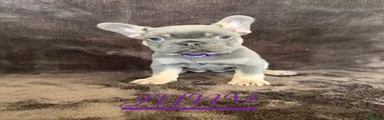 French Bulldog 1