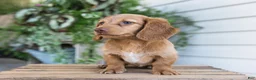 Dachshund dogs for sale: Winnie - Ad 14