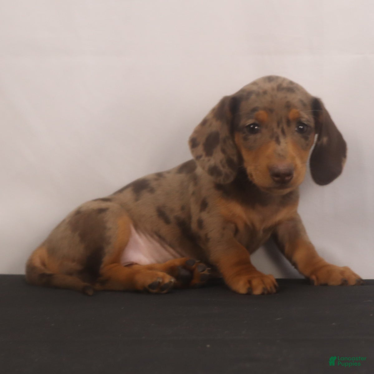 Dachshund dogs Missy - Ad 1