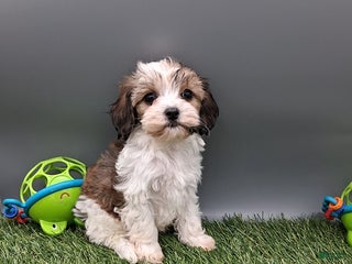 Cockapoo dogs - Ad 16