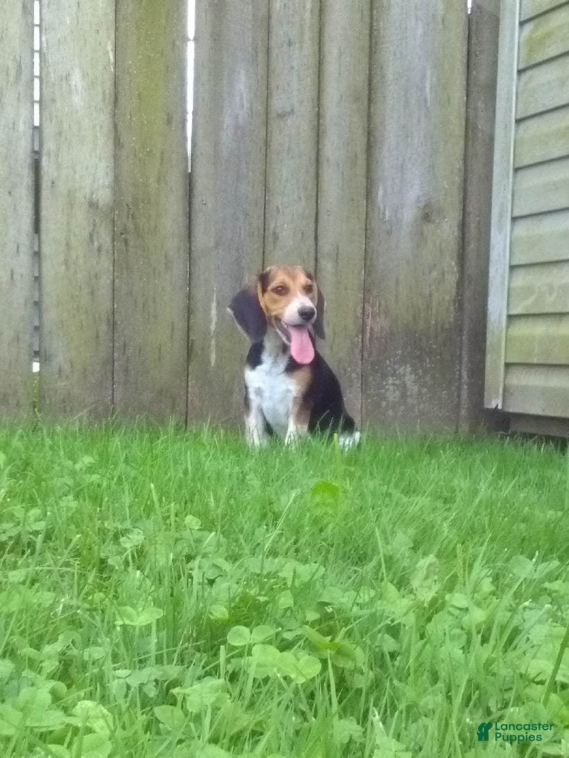 Beagle dogs Sam - Ad 2