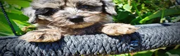 Havapoo dogs for sale: Indy - Ad 5