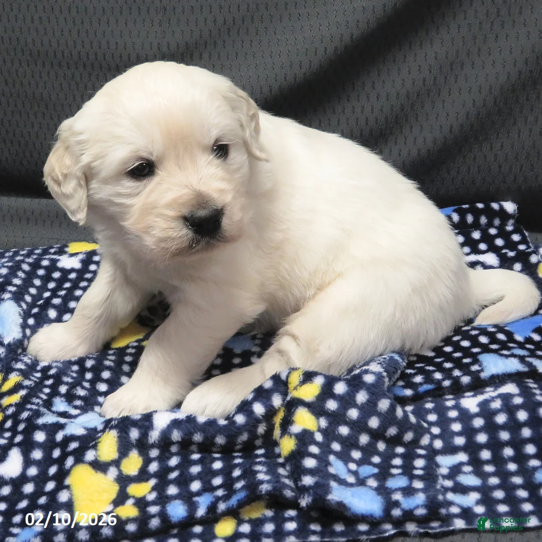 Golden Retriever dogs for sale: Gordie - Ad 9