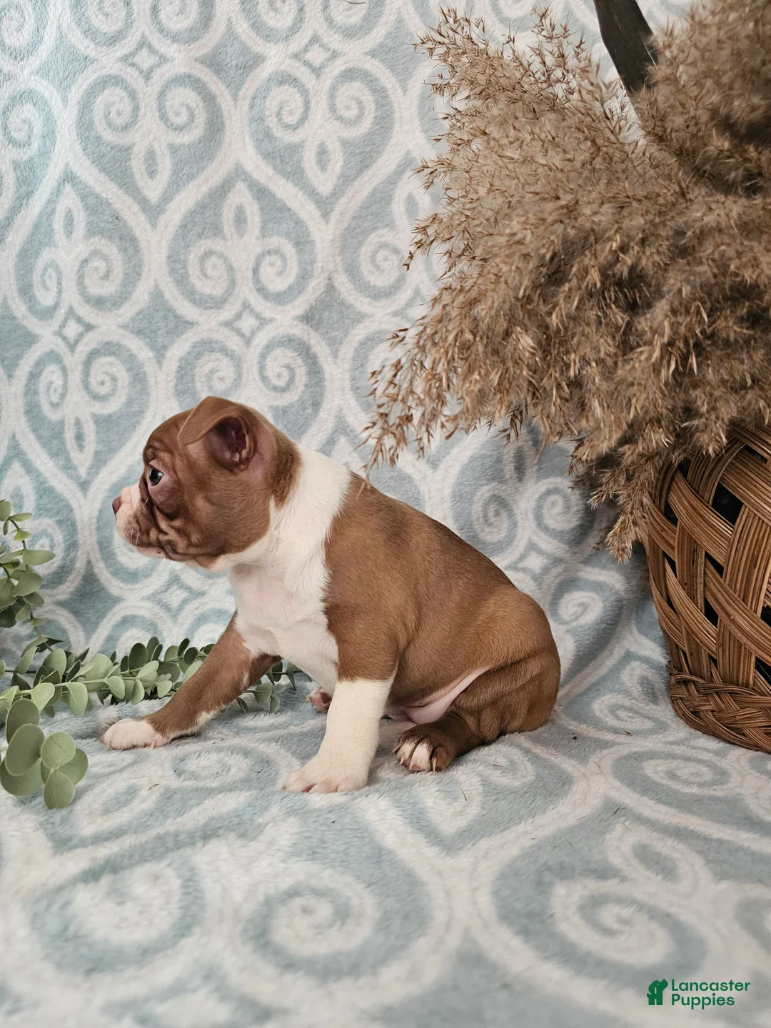 Boston Terrier dogs for sale: Casey - Ad 3