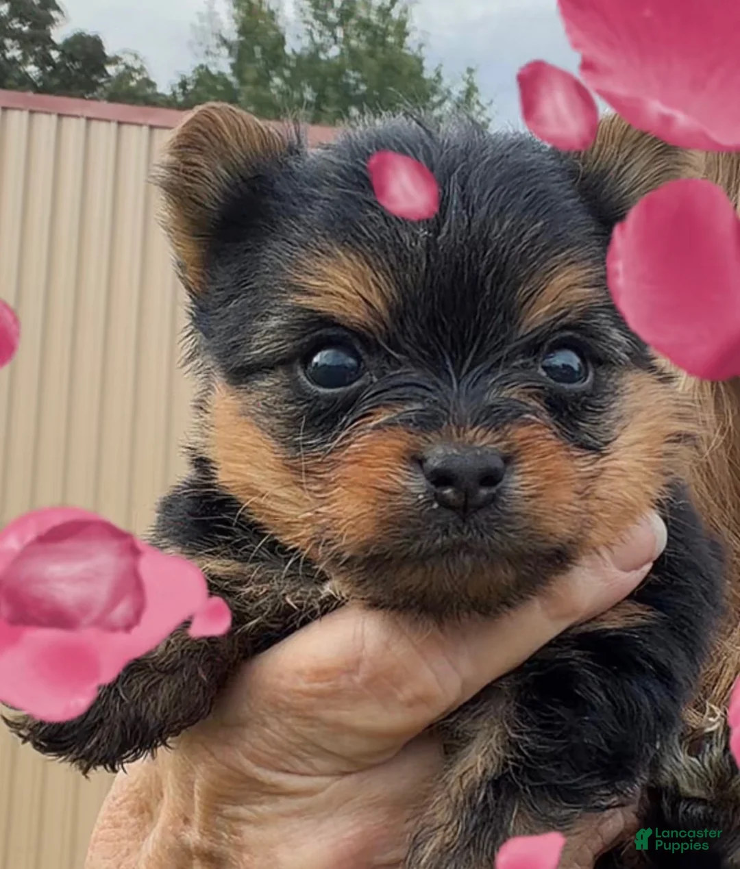 Yorkshire Terrier dogs for sale: Yorkshire Terrier 1 - Ad 1