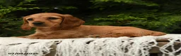 Miniature Dachshund dogs for sale: Halo - Ad 3