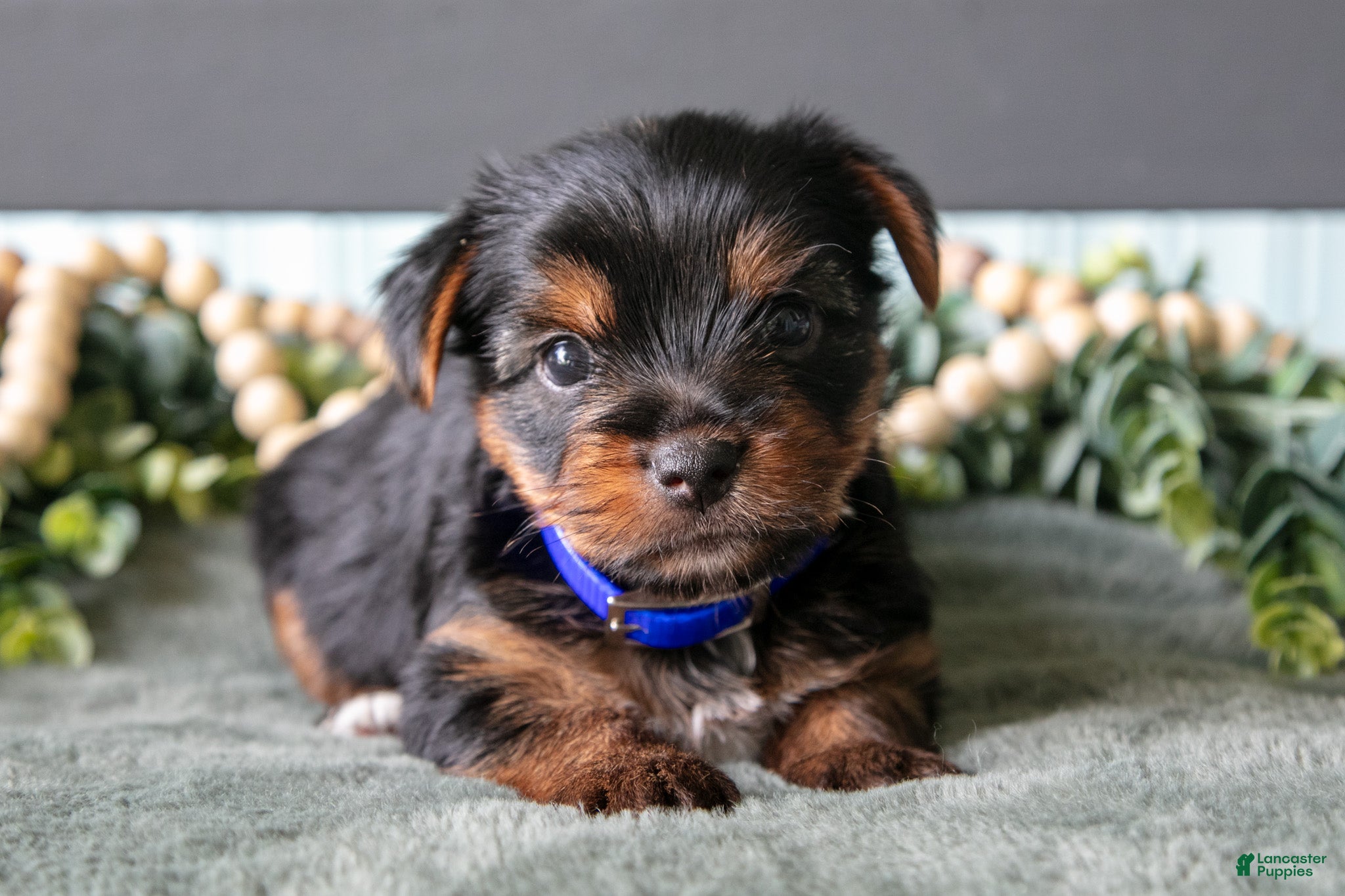 Yorkshire Terrier dogs Autumn - Ad 1