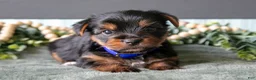 Yorkshire Terrier dogs for sale: Autumn - Ad 1