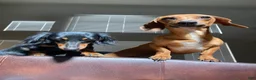 Miniature Dachshund dogs for sale: Miniature Dachshund Puppy 1 - Ad 9