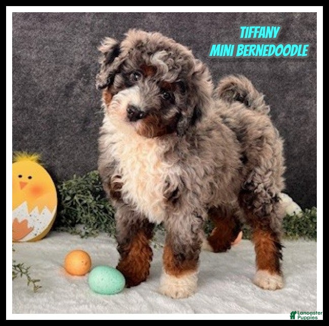 Mini Bernedoodle dogs Tiffany - Ad 1