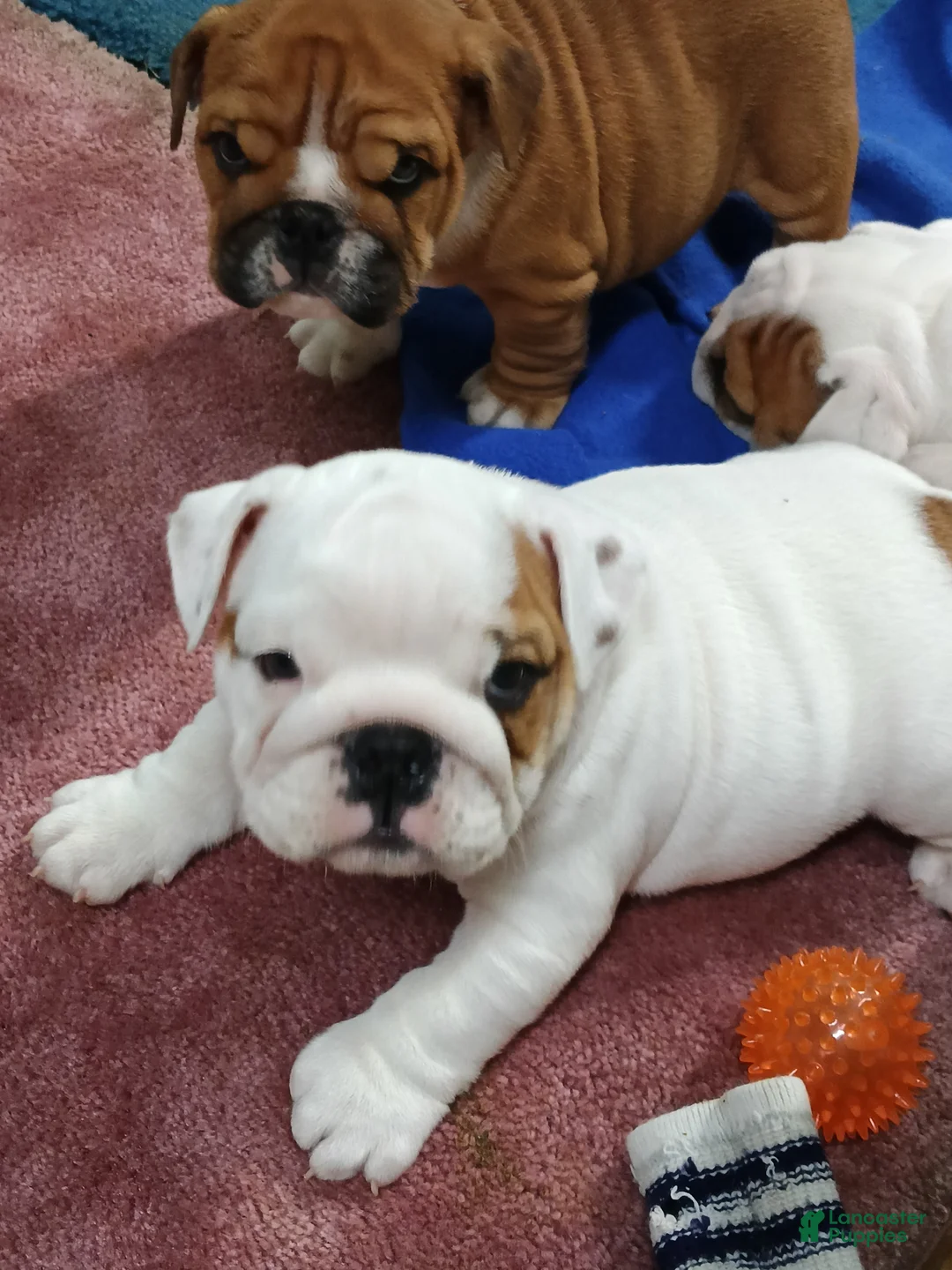 English Bulldog dogs for sale: Jamison - Ad 2