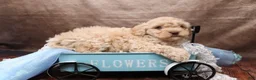 Cavapoo dogs for sale: Croissant - Ad 4