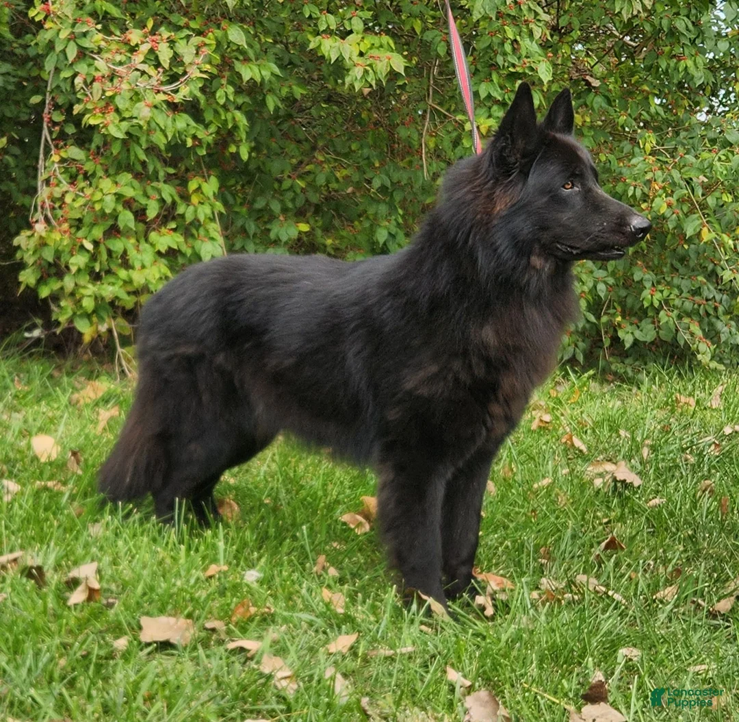 German Shepherd dogs for sale: Orange collar - Ad 6