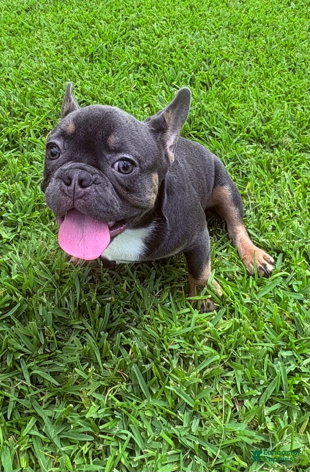 French Bulldog dogs French Bulldog 2 - Ad 20