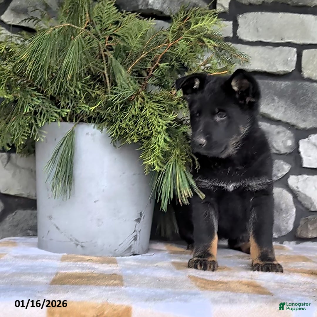 German Shepherd dogs for sale: Beth - Ad 2