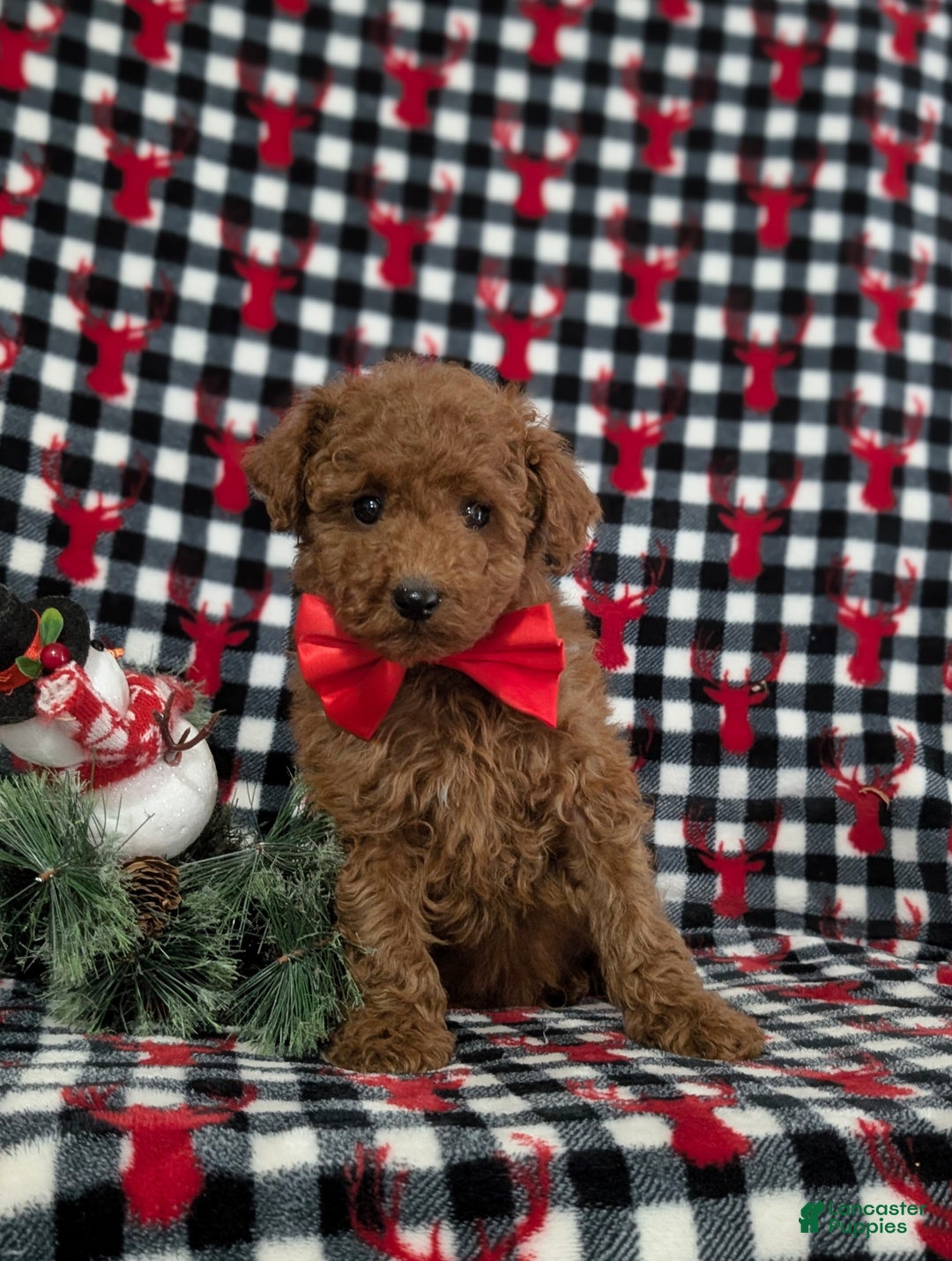 Miniature Poodle dogs for sale: Brody - Ad 1