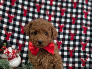 Miniature Poodle dogs Brody - Ad 23