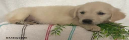 Golden Retriever dogs for sale: Maggie - Ad 5