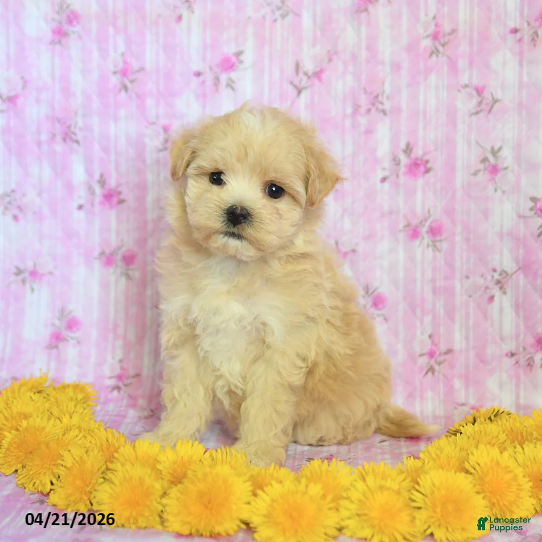 Maltipoo dogs for sale: Rosie - Ad 2