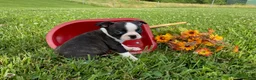Boston Terrier dogs for sale: Thunder - Ad 3