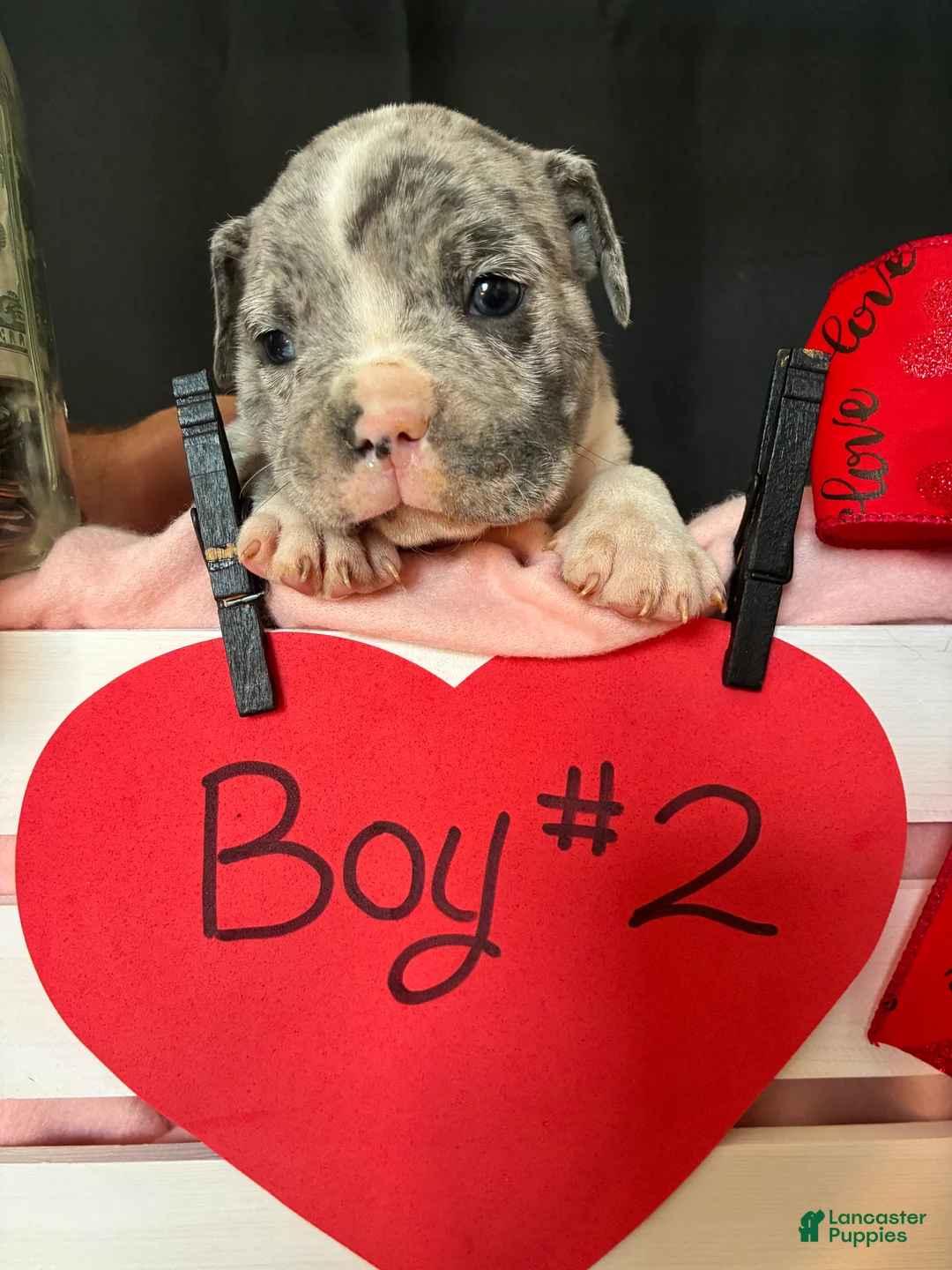 Olde English Bulldogge dogs for sale: Olde English Bulldogge Puppy 2 - Ad 4