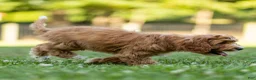 Cavapoo dogs for sale: Happy Cavapoo  - Ad 5