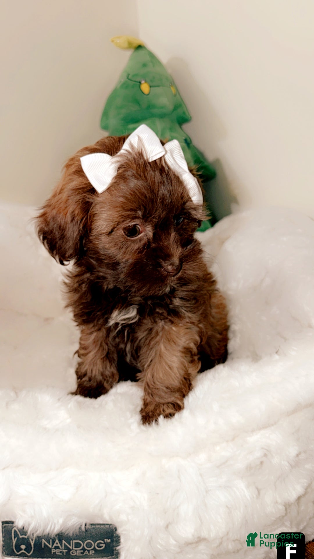 Shihpoo dogs for sale: Minnie  - Ad 3