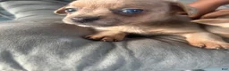 Mixed Breed dogs for sale: Beauty  - Ad 4