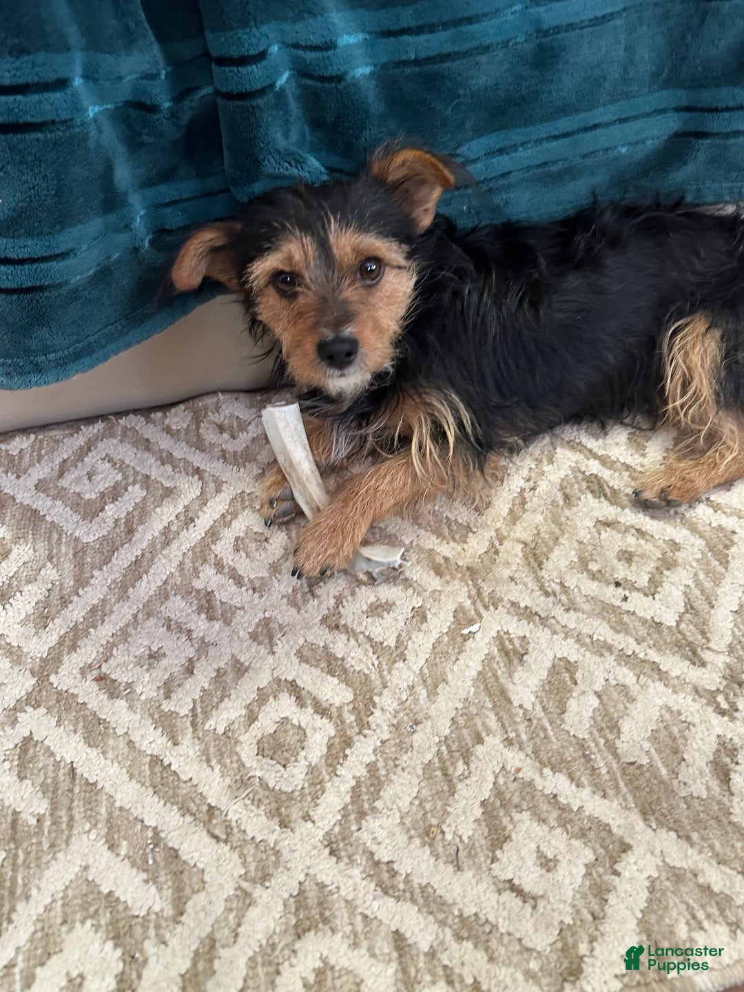 Mixed Breed dogs for sale: Mixed Breed Puppy 3 - Ad 8