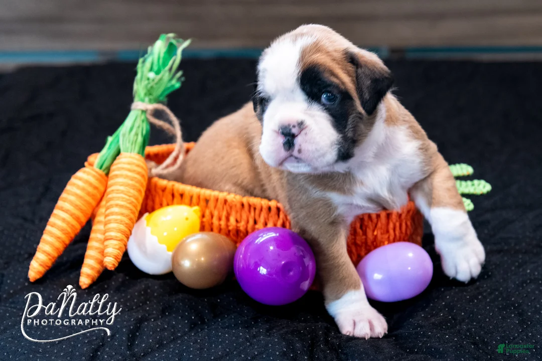 Boxer dogs for sale: Boxer Puppy 1 - Ad 2