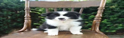 Mixed Breed dogs for sale: Dora - Ad 5