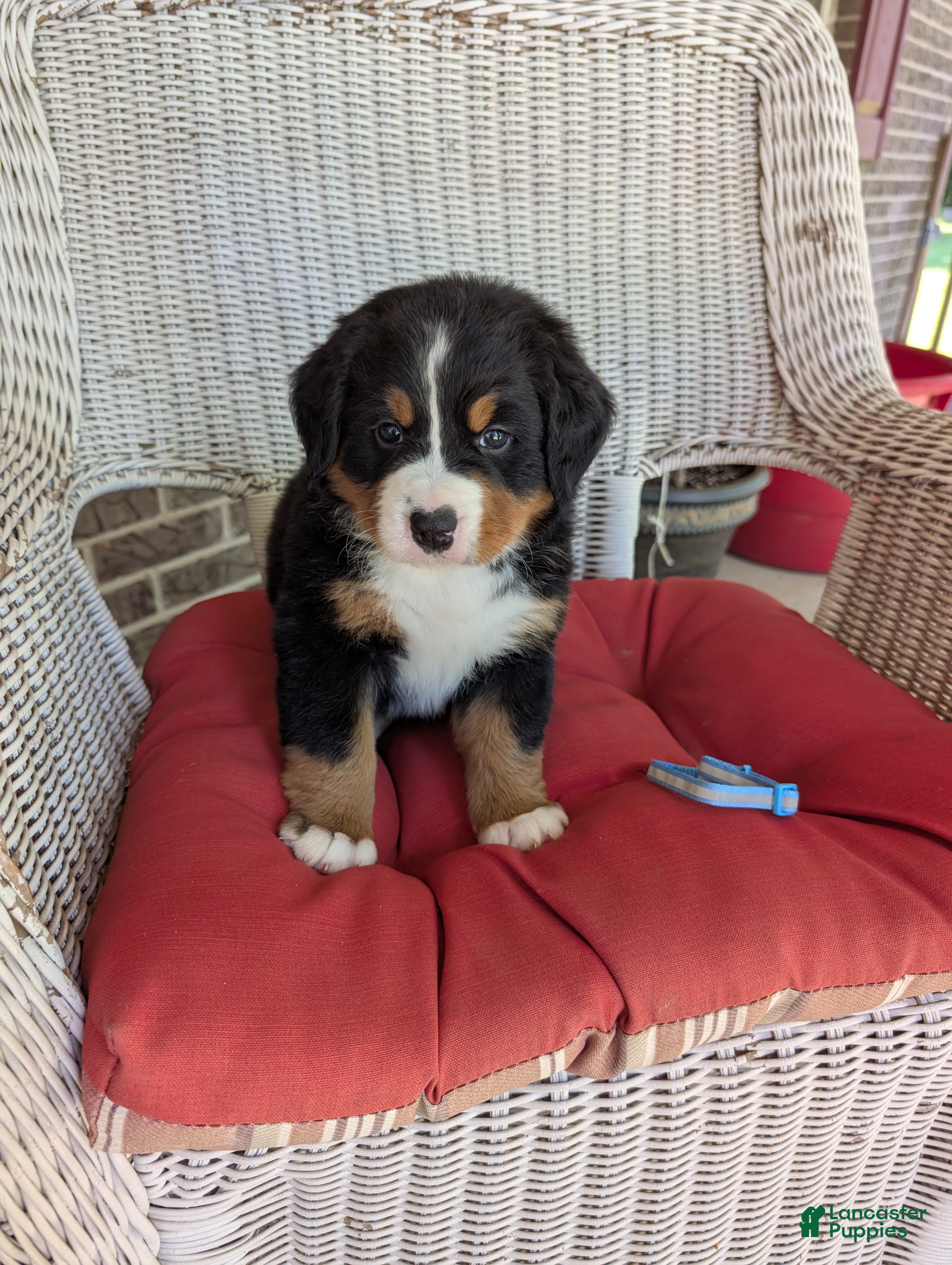 Bernese Mountain Dog dogs for sale: Prince Eric - Ad 3