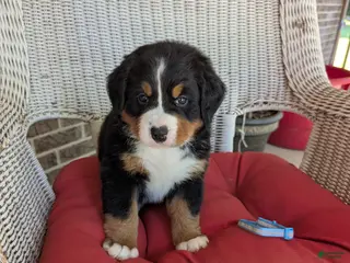Bernese Mountain Dog dogs for sale: Prince Eric - Ad 3
