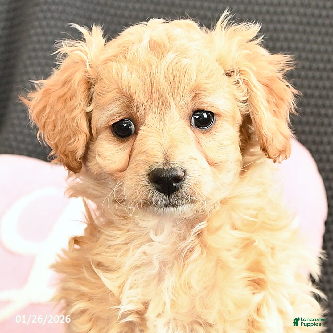 Mixed Breed dogs for sale: Jasmine - Ad 3