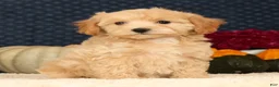 Havapoo dogs for sale: Rachel - Ad 3