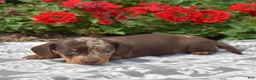 Miniature Dachshund dogs for sale: Stella  - Ad 7