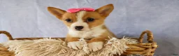 Welsh Corgi Pembroke dogs for sale: Yara ❤️ - Ad 5