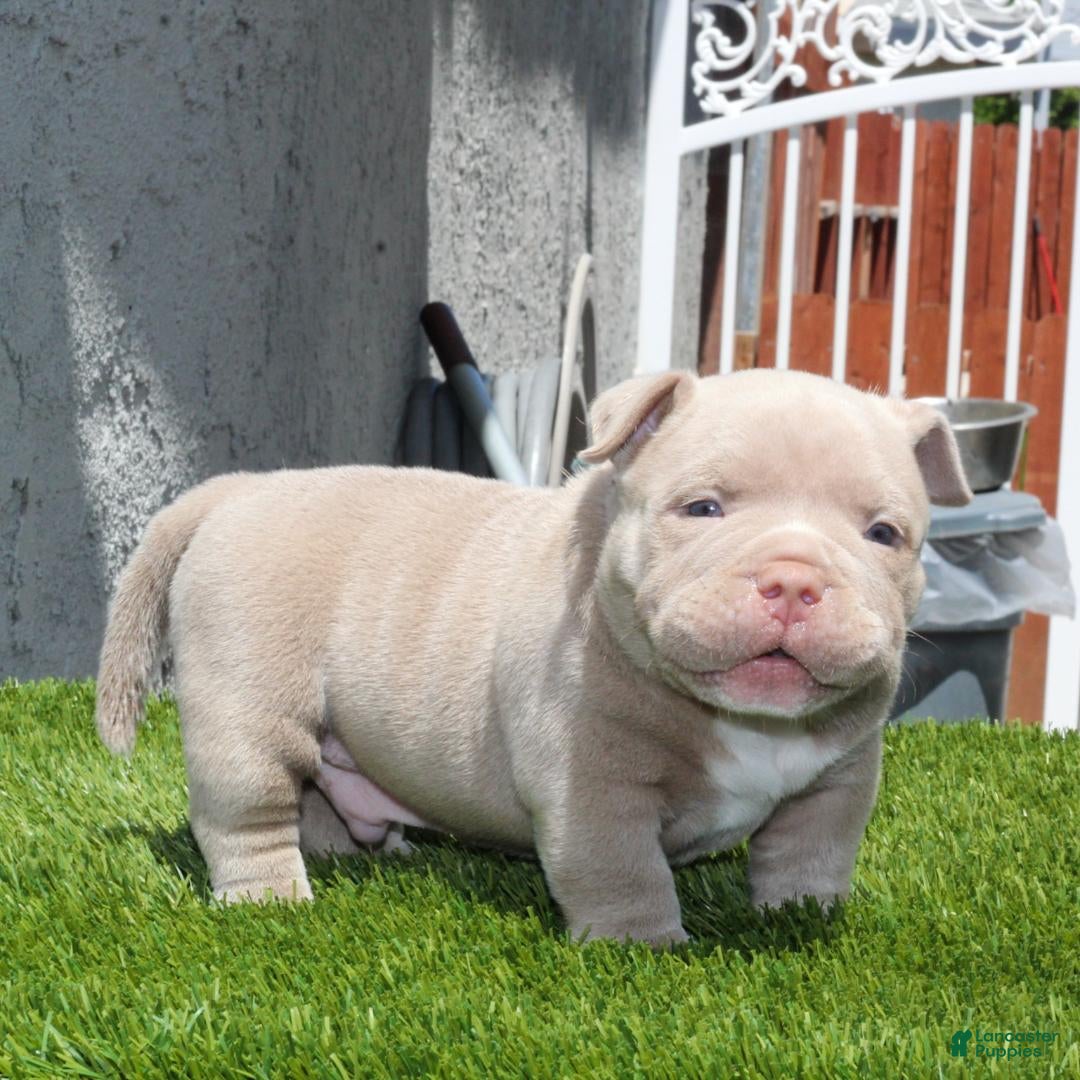 American Bully dogs American Bully Puppy 1 - Ad 6